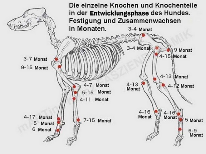 <span>les os individuels et les os dans la phase de développement du chien se renforcent et grandissent ensemble</span>
